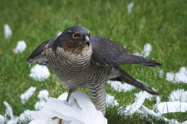 Sparrowhawk