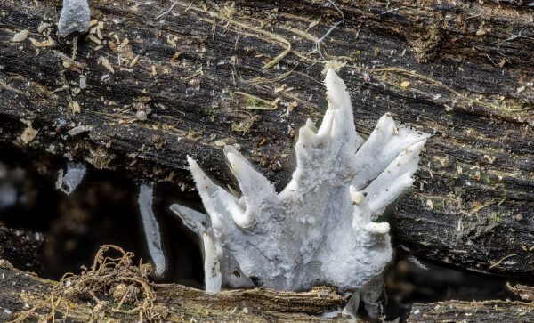 Staghorn Fungus