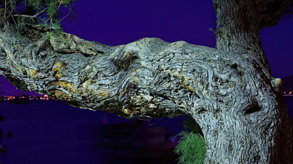 Tamarisk tree by moonlight.