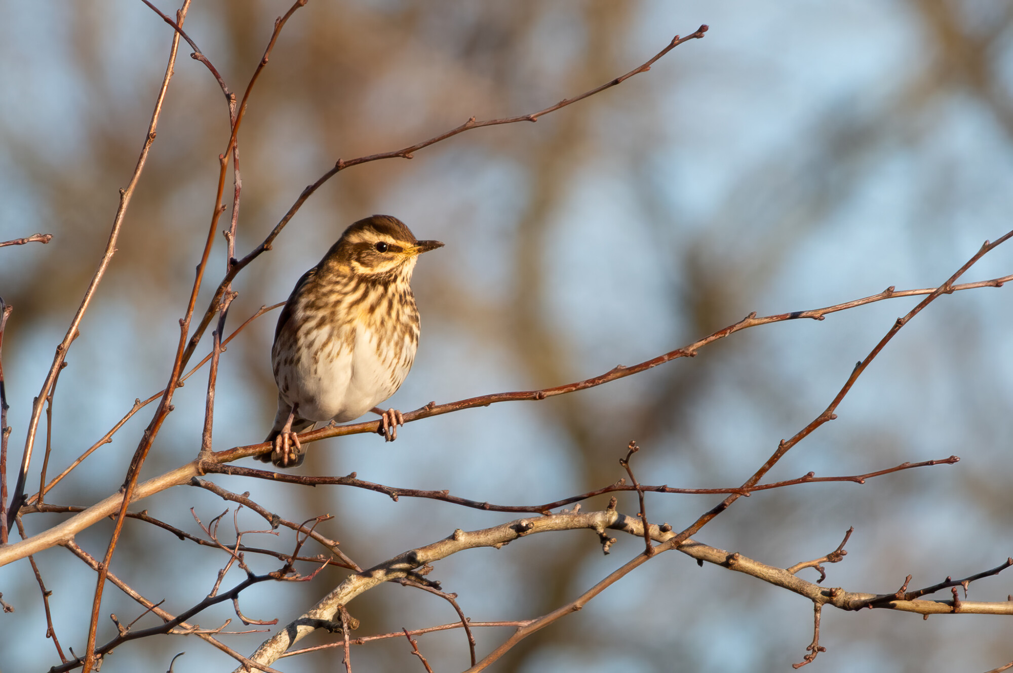 Redwing
