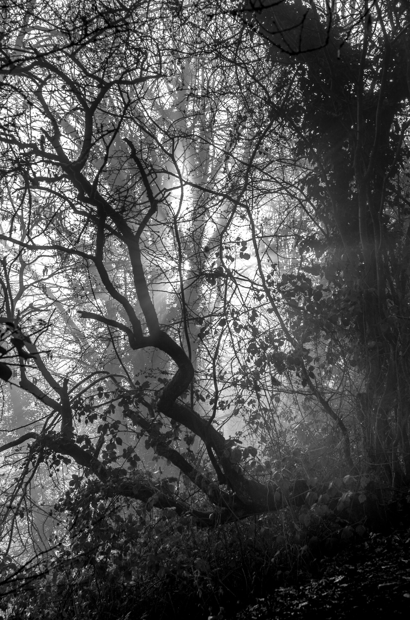 Web of Trees