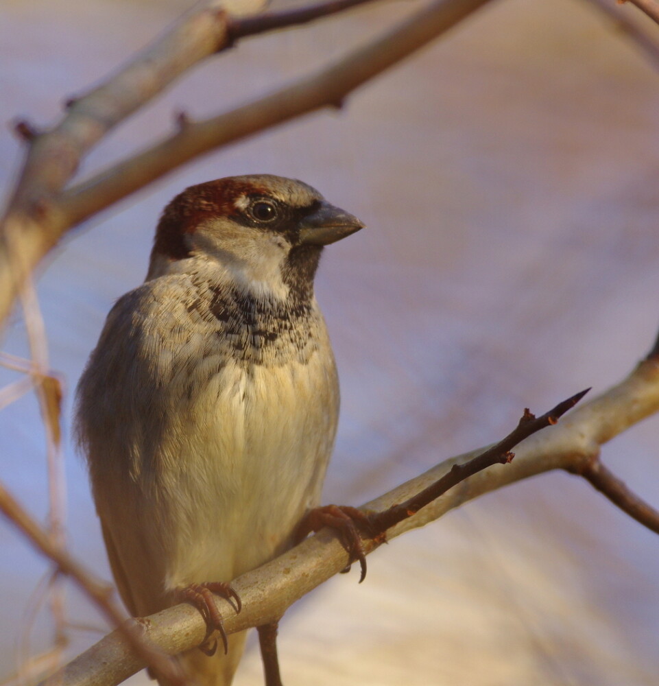 Sparrow at rest