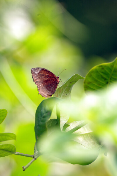 butterfly, bokeh