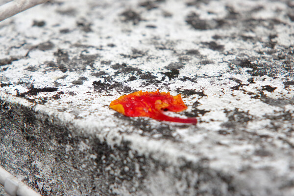 fallen