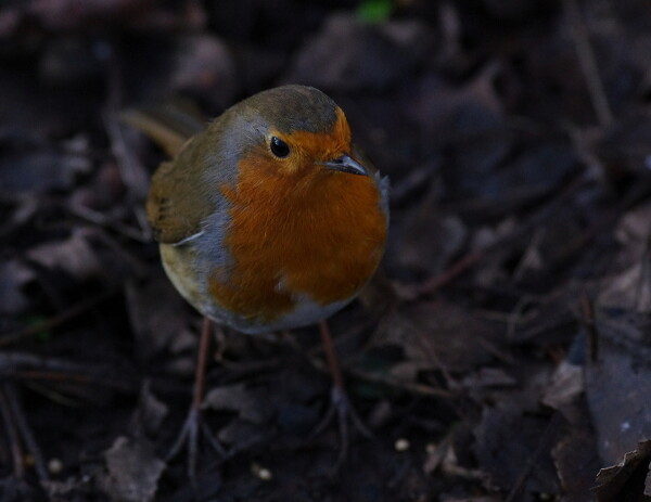 First Robin pic of January 2026