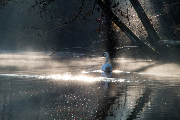 Good morning from the river
