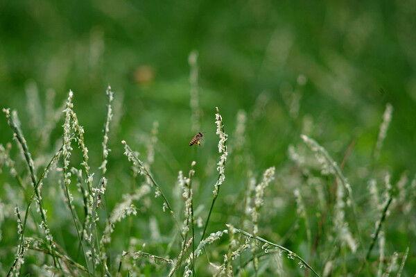 grass!