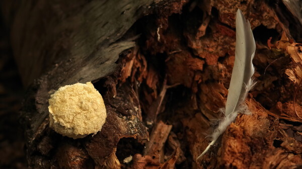 Mold and feather