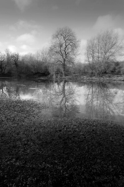 Pond Reflection