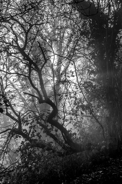 Web of Trees