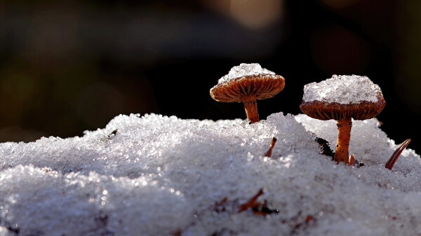 Winter toadstools