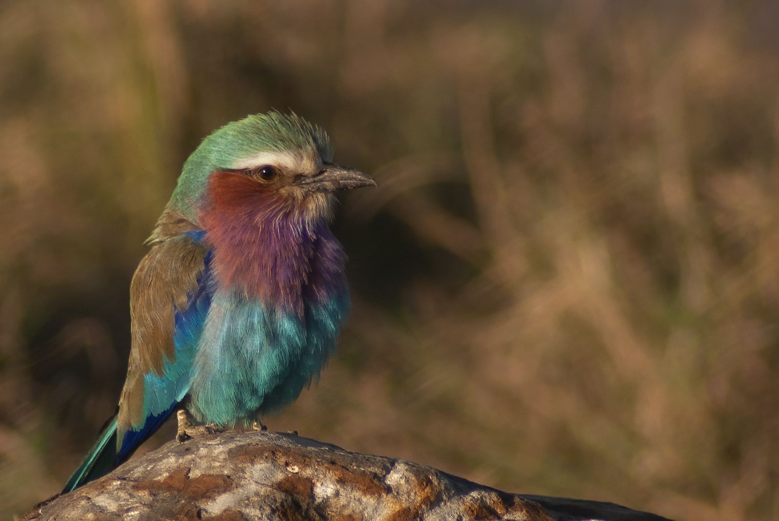 Lilac breasted Roller
