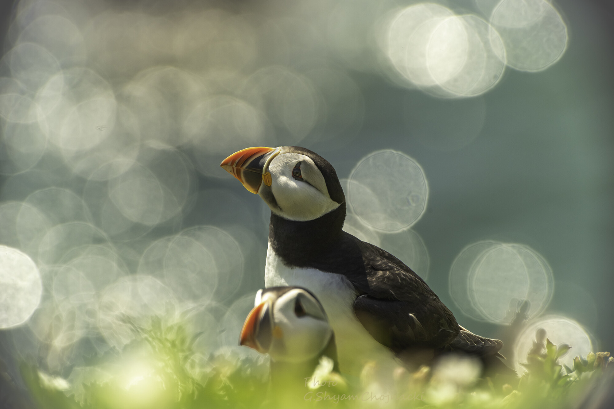 Puffin's
