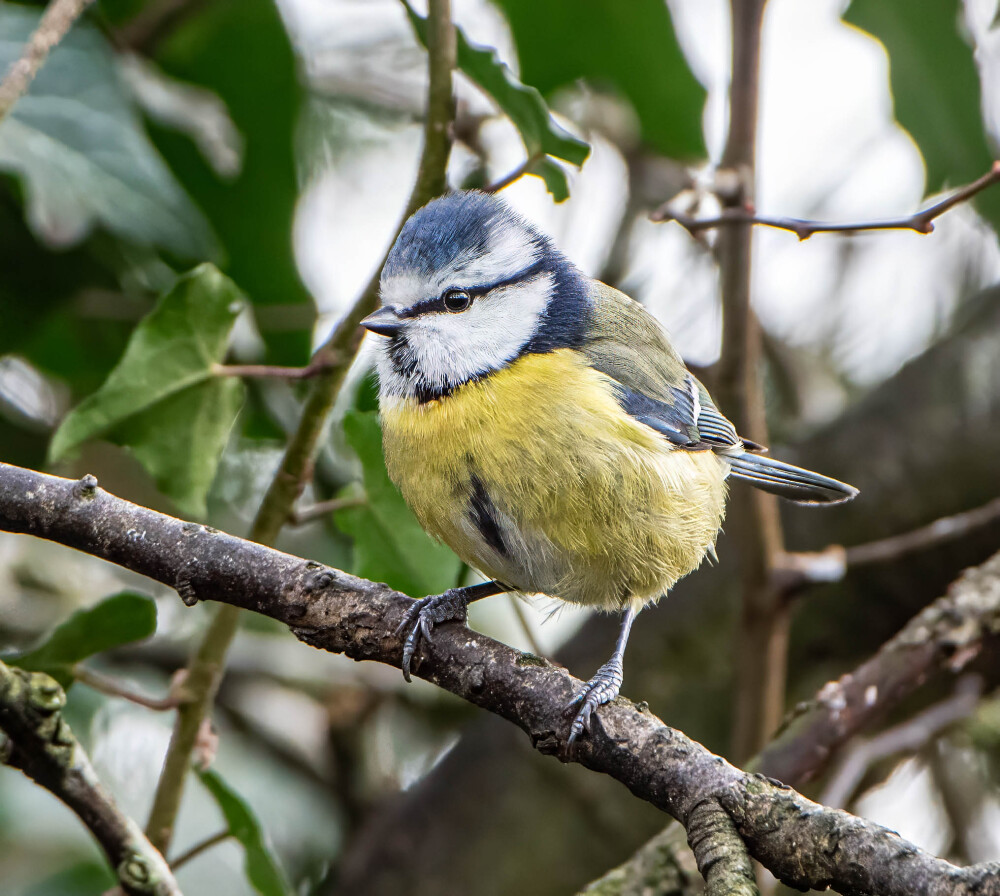 Blue Tit