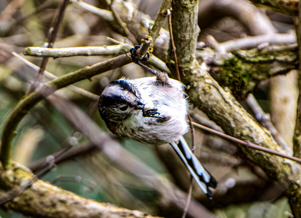 Acrobatic Long-tailed Tit
