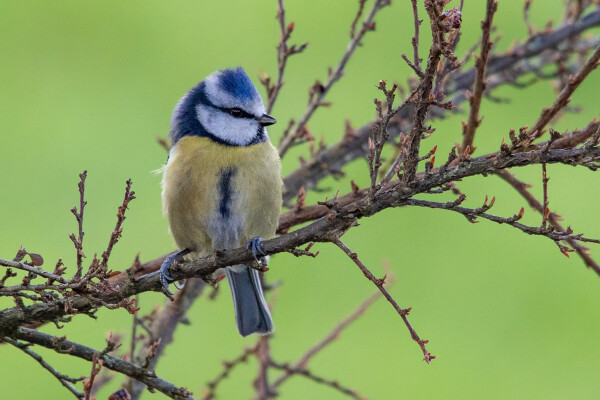 Blue Tit (Cyanistes caeruleus)