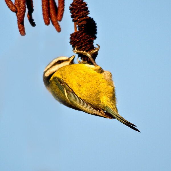 Bluetit