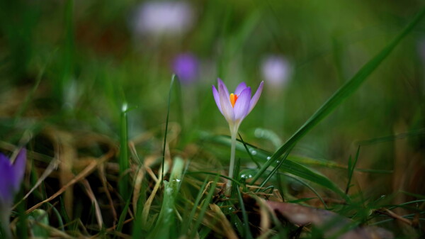 Early crocus