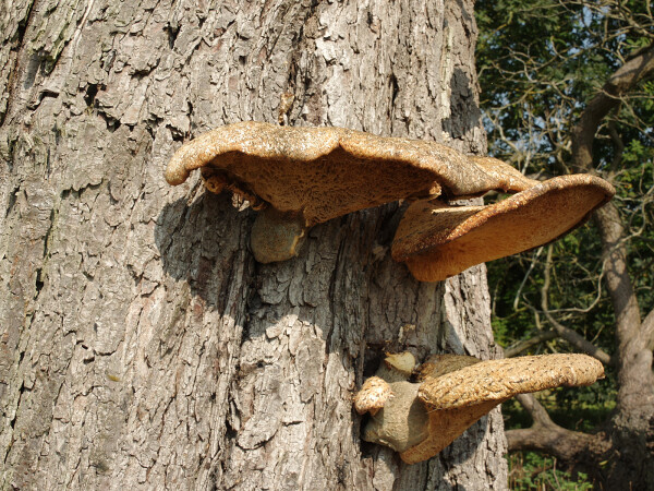 Fungus at Ickworth