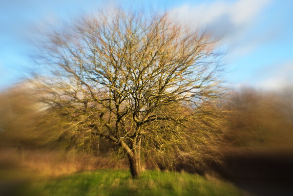 fuzzy tree!