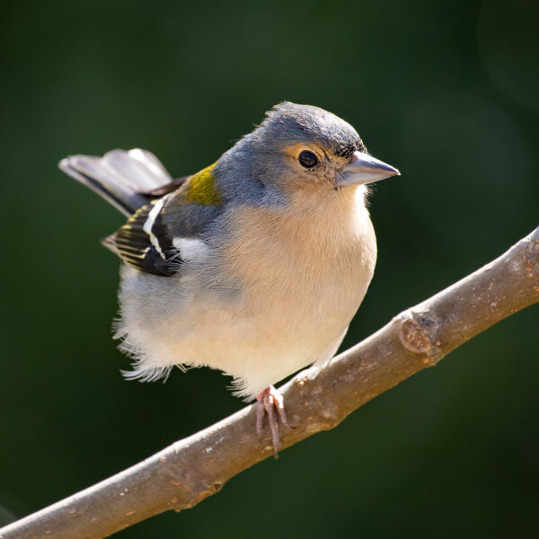 Madeiran Chaffinch