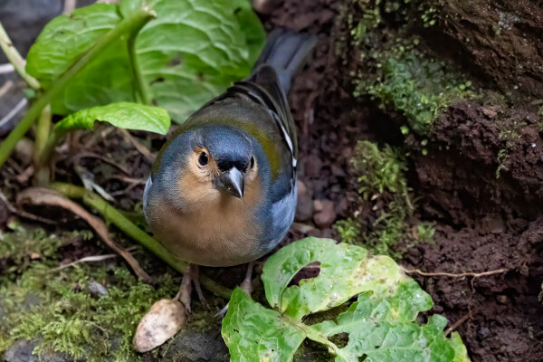 Male Madeiran Chaffinch (Fringilla coelebs maderensis)