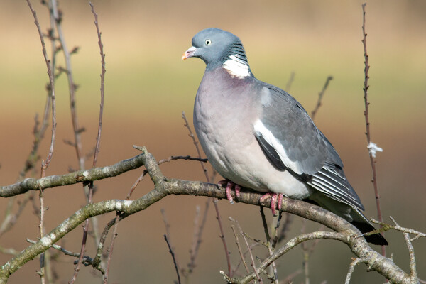 Pigeon