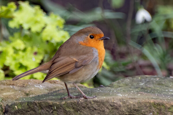 Robin