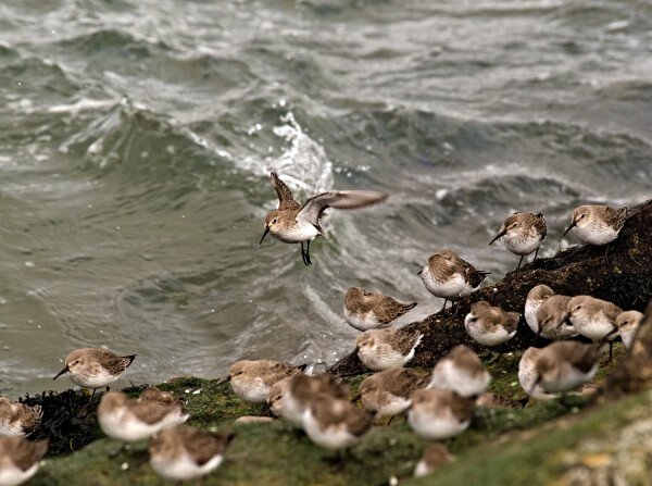 Sandpiper joining the flock.