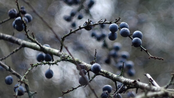 Sloe bokeh