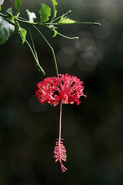 Spider Hibiscus