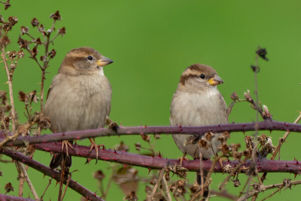 Two Female House Sparrows