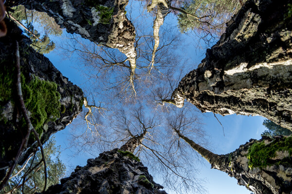 Upward ever upward