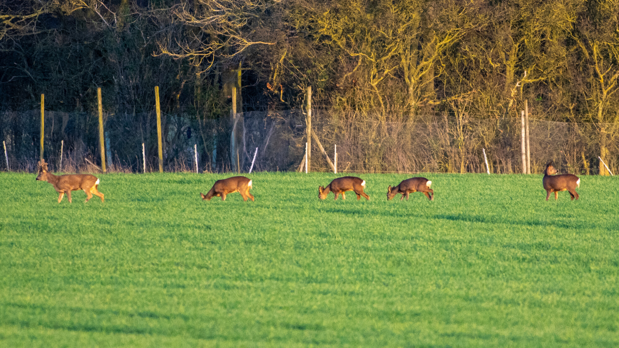 Just Grazing