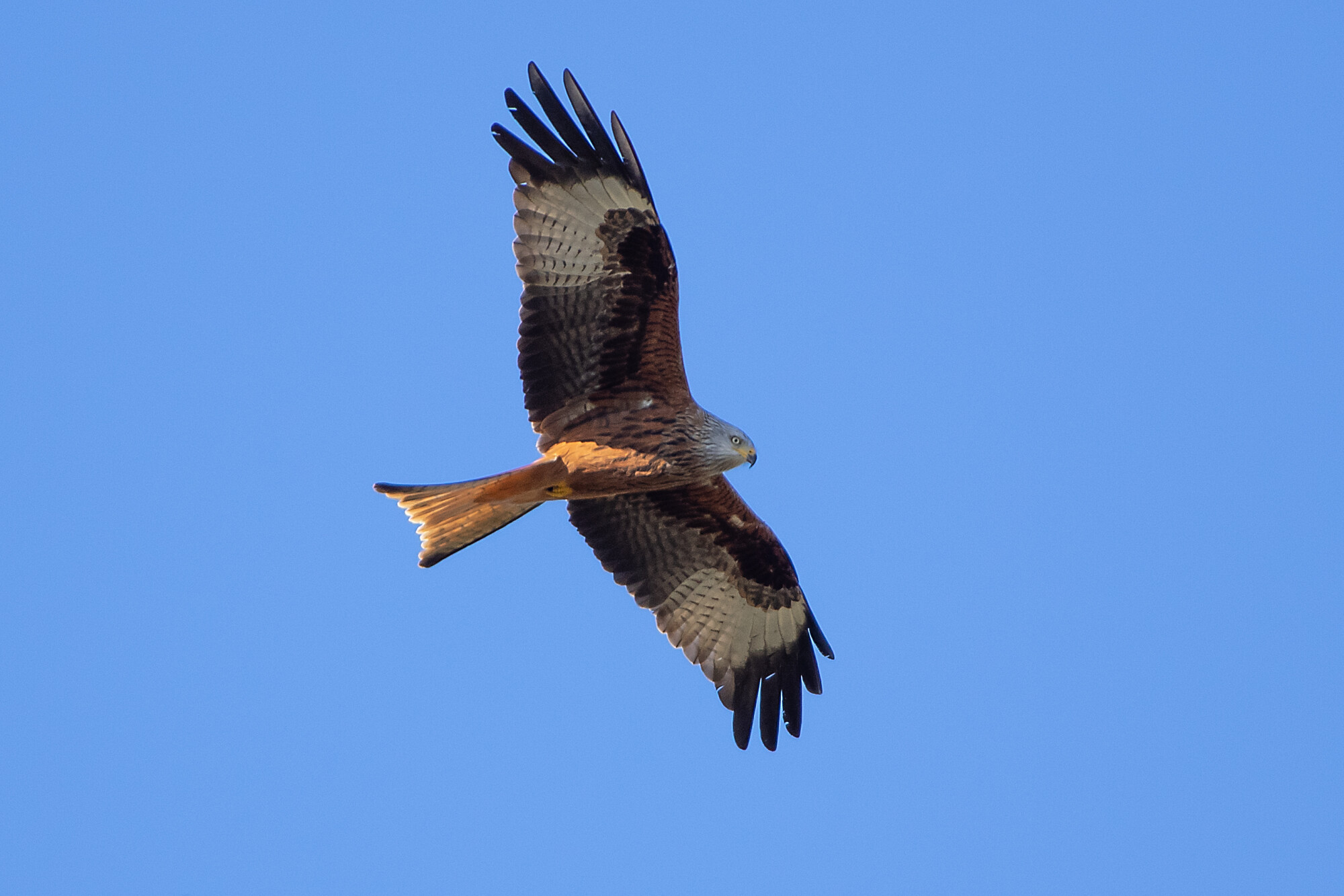 Red Kite