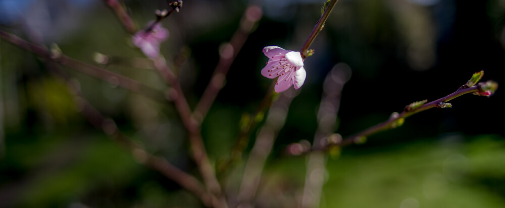 Apricot Blossom