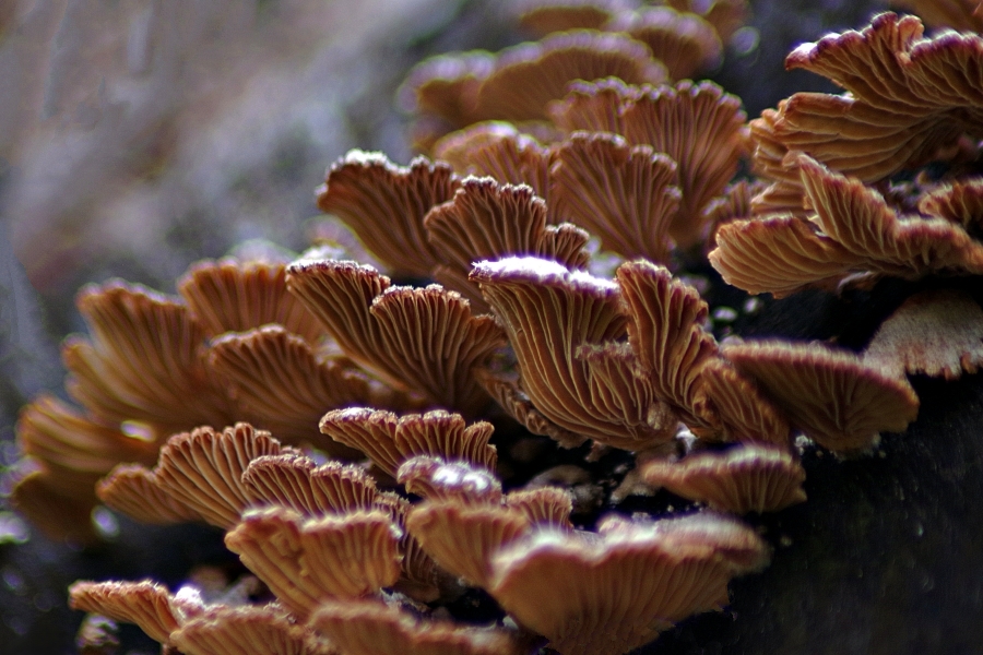 Fungi