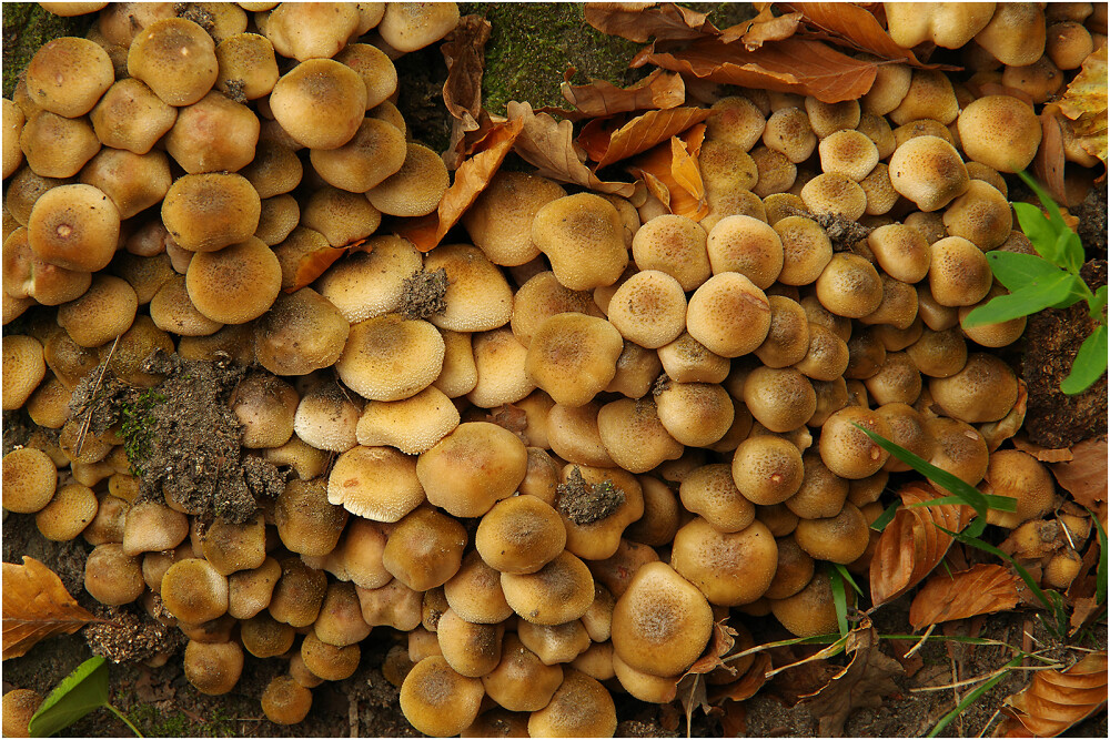 Honey Fungus