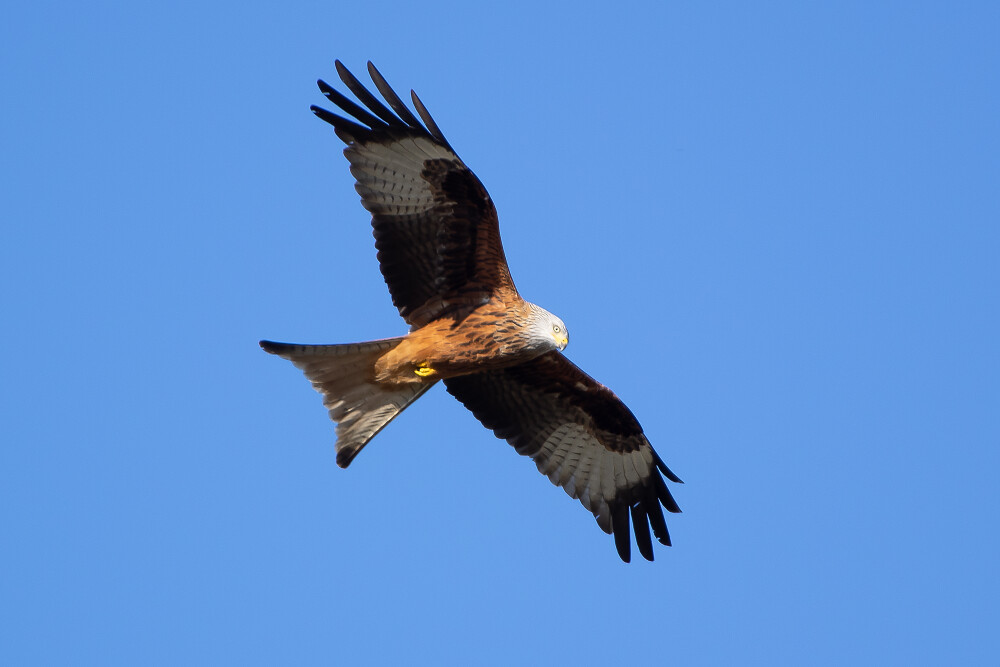 Red Kite