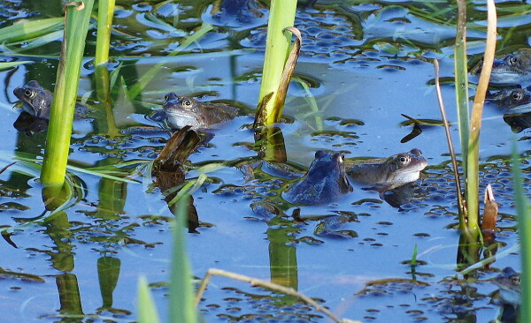 A Froggy Get-Together