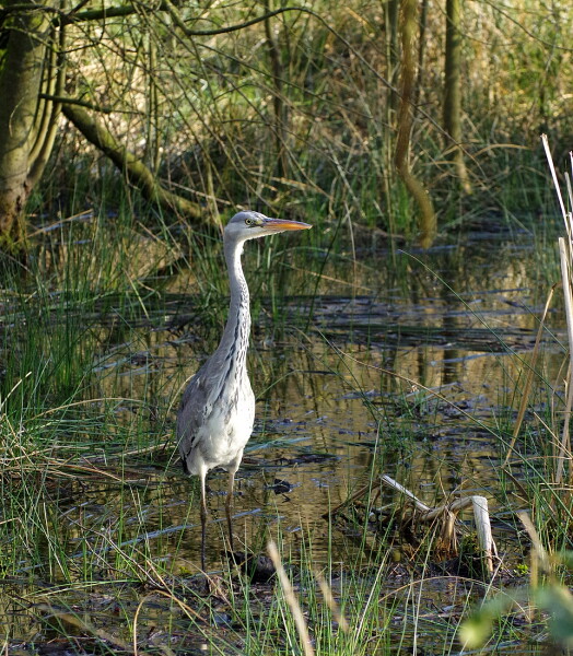 A Heron's Hunting Ground