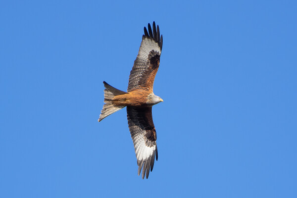 Another Red Kite