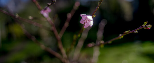 Apricot Blossom