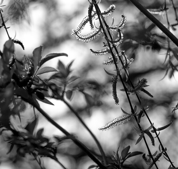 Backlit Willow