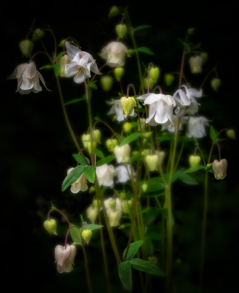 Beautifully Delicate