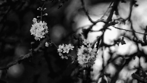 Black & White Blackthorn.