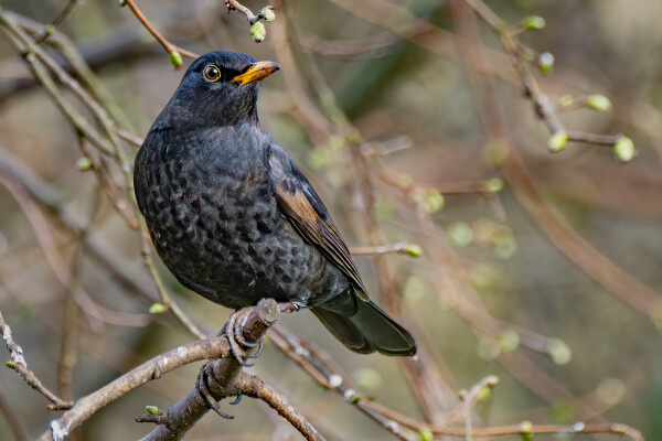Blackbird