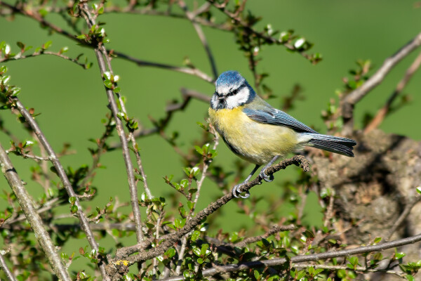 Blue Tit