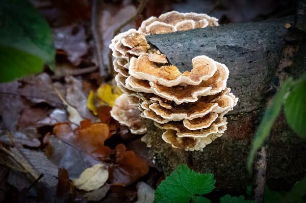 Turkey Tails