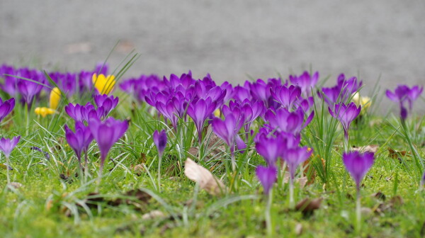 Croci in March